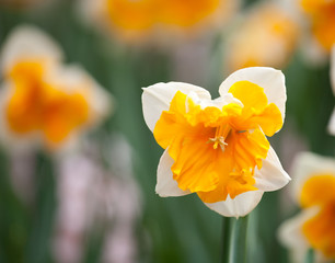 Blooming Daffodil Orangery close up