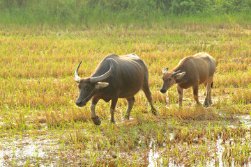 water buffalo eating grass on the field in the morning.