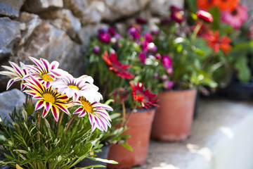 Lovely color flowers in Greece