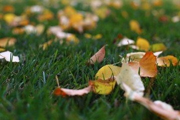 Leaves fall from a tree on green grass.