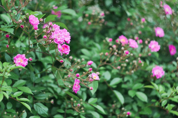 Shrub pink roses. Gardening concept, self-made, hobby, eco