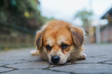 Cute little brown dog