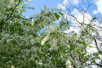 Branches of blooming bird-cherry in front of blue sky. Copy space