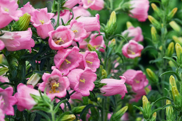 Pink flowers bell dot. The variety Campanula punctata.