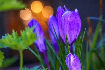 Crocus Bud flower macro with shallow dept of field, blurry background. It has yellow, white and...