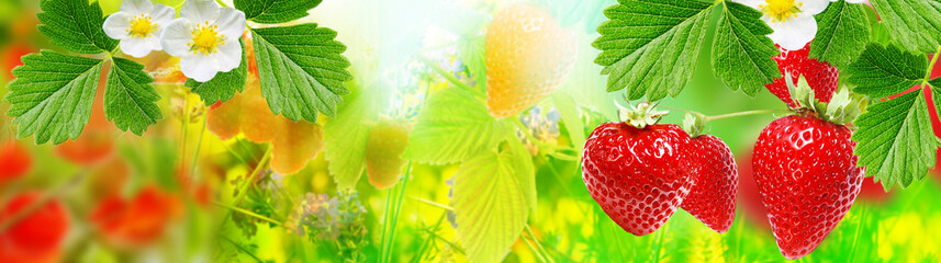 Fototapety  Garden strawberry