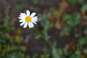 One Daisy. The concept of loneliness, uniqueness