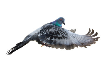 dove in flight