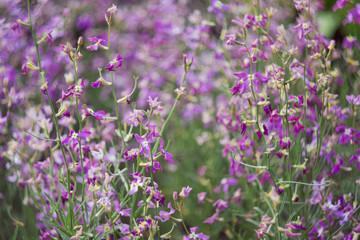 Matthiola pink. Wild orchid. The concept of gardening, gardening, hobby, with their hands, growing flowers