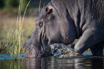 A horizontal, cropped, colour photo of a hippo, Hippopotamus amphibius, splashing through shallow water in Chobe National Park, Botswana.