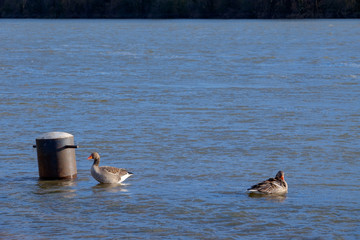 Gänse auf dem Rhein bei Hochwasser
