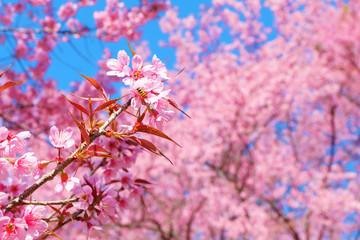 Beautiful pink cherry blossom in spring. Sakura pink flower with nature background. Soft focus