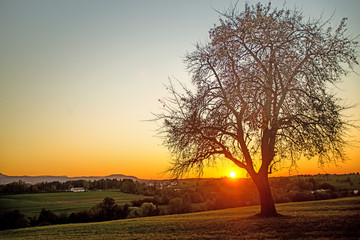 sunset in autumn with tree