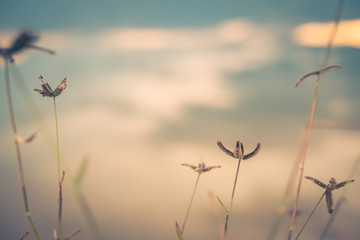 Vintage style and romantic abstract nature view of grass flower