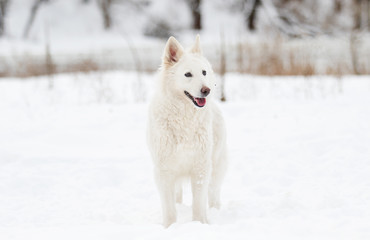 white Swiss Shepherd on a winter walk