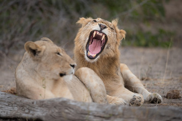 A horizontal, full length, colour image of two lions, Panthera leo, in the Greater Kruger...