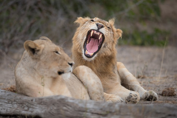 A horizontal, full length, colour image of two lions, Panthera leo, in the Greater Kruger Transfrontier Park, South Africa.