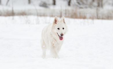 white Swiss Shepherd on a winter walk