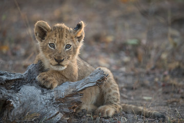 A horizontal, colour image of a tiny lion cub, Panthera leo, resting in the Greater Kruger Transfrontier Park, South Africa.