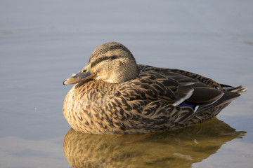 Mallard Drake - Anas platyrhynchos