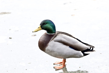 Fototapeta premium Erpel auf dem Eis