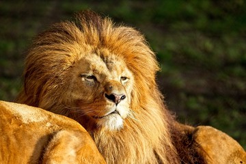 Lion - portrait in sunny day