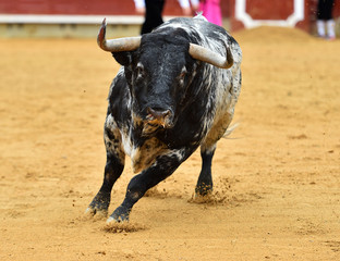 toro 