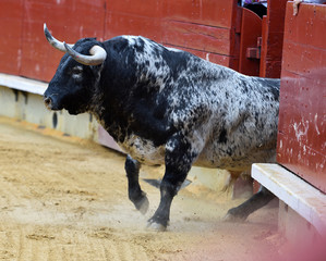 toro 