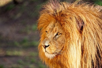 Fototapeta na wymiar Lion - portrait in sunny day