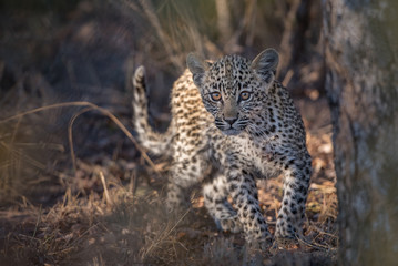 A horizontal, close up, colour photograph of a leopard cub, Panthera pardus, hiding in the Greater Kruger Transfrontier Park, South Africa.