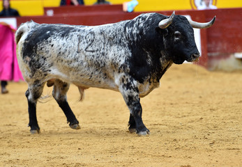 toro 
