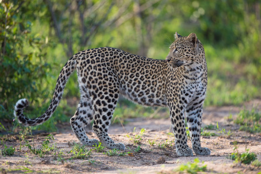 A horizontal, colour photo of a female leopard, Panthera pardus, standing in the Greater Kruger Transfrontier Park, South Africa.