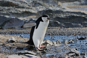 Obraz premium Chinstrap penguin with twig in beak