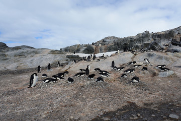 Adelie penguins on beach