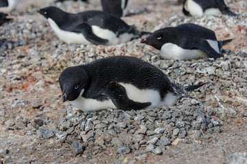 Fototapeta premium Adelie penguins in nest