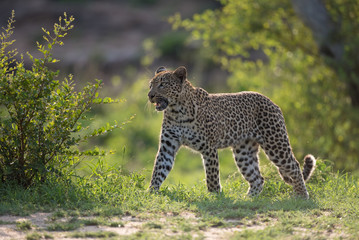 A horizontal, colour image of a female leopard, Panthera pardus, walking through Sabi Sand Game Reserve, South Africa, in back light.