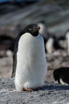 Adelie penguin on rock
