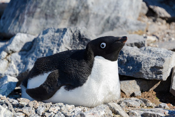Adelie penguins in nest