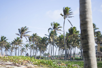coqueiros da praia