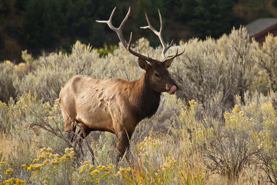 Wapiti in Mammoth Hot Springs in Yellowstone National Park in Wyoming in the USA
