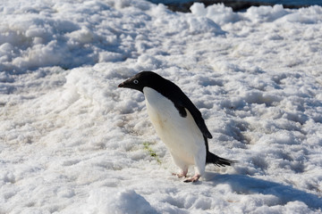 Fototapeta na wymiar Adelie penguin on snow