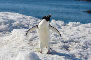 Adelie penguin on snow