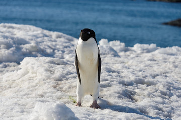 Obraz premium Adelie penguin on snow