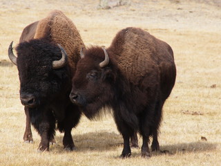 Bisons in Lamar Valley in Yellowstone National Park in Wyoming in the USA
