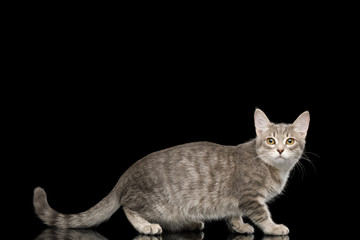 Cray Tabby Kitten Standing on Isolated Black Background, side view