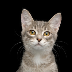 Cute Portrait of Tabby Kitten on Isolated Black Background