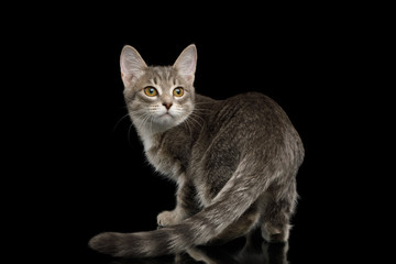 Cray Tabby Kitten Turned back on Isolated Black Background