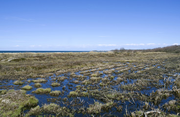 Fototapeta premium Laesoe / Denmark: Moorland behind the dunes at Storedal in April