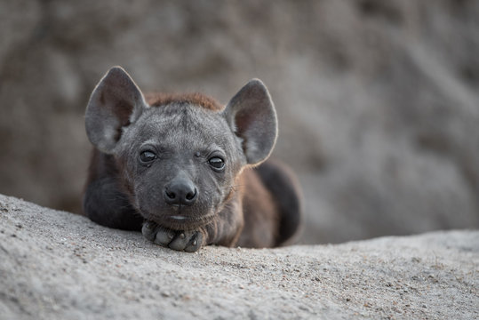 A horizontal, colour image of a tiny black spotted hyena pup, Crocuta crocuta, staring at the camera in the Sabi Sands, South Africa.