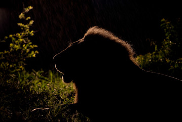 A horizontal, spot lit, colour image of the silhouette of a resting lion, Panthera leo, in the...